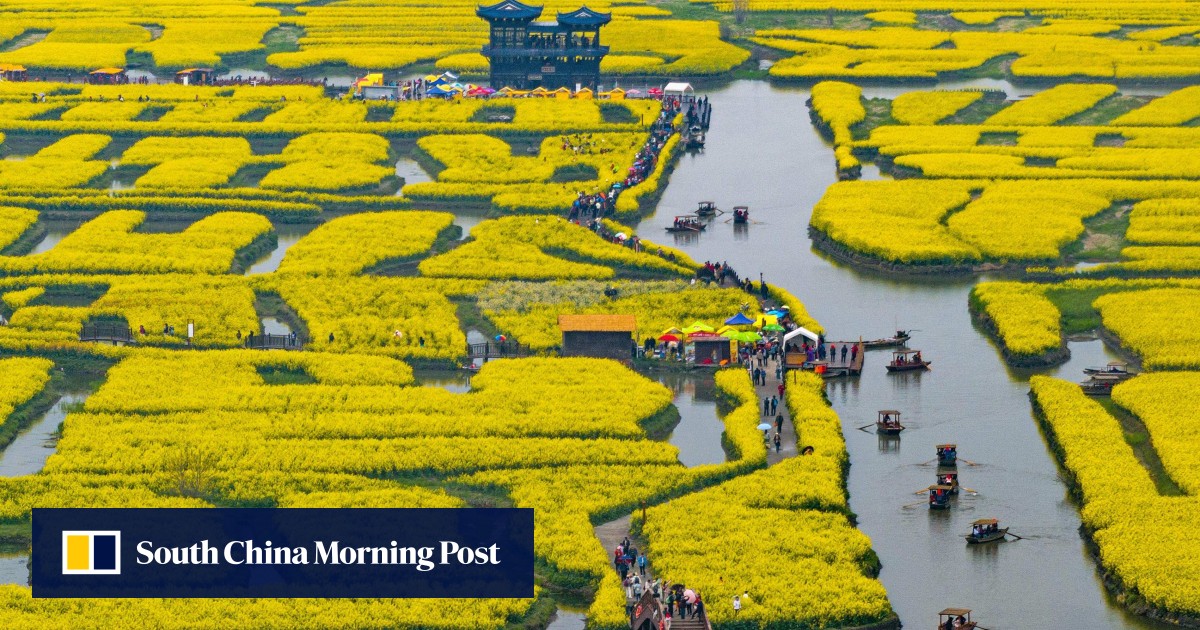 China menyerang minyak dengan rapeseed hasil tinggi baru, membuat langkah dalam ketahanan pangan
