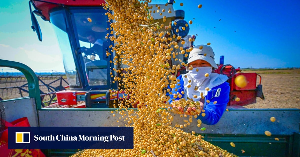 China Incar Peningkatan Ketahanan Pangan dari ‘Terobosan’ Karat Kedelai Asia yang Dikloning Gen, Bisa Hemat US$2 Miliar Per Tahun
